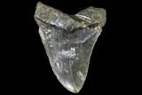Bargain, Fossil Megalodon Tooth - North Carolina #91634-1